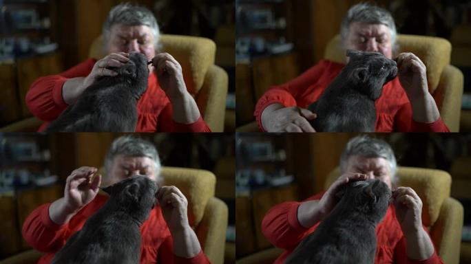 坐在扶手椅上的老妇人给她的猫一个美味的款待
