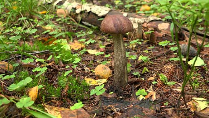 森林里的牛肝菌蘑菇。4K。