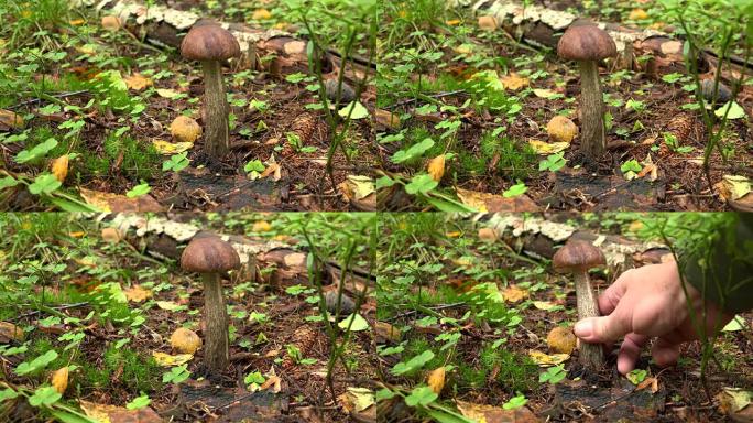 森林里的牛肝菌蘑菇。4K。
