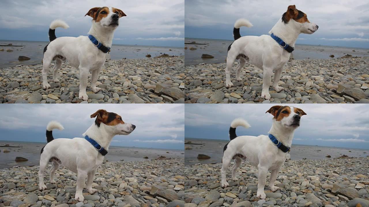 狗站在海边，看着远处
