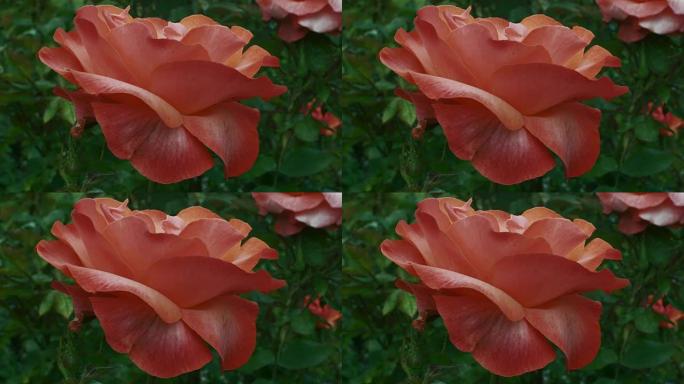 独特的大型开花杂交茶玫瑰。