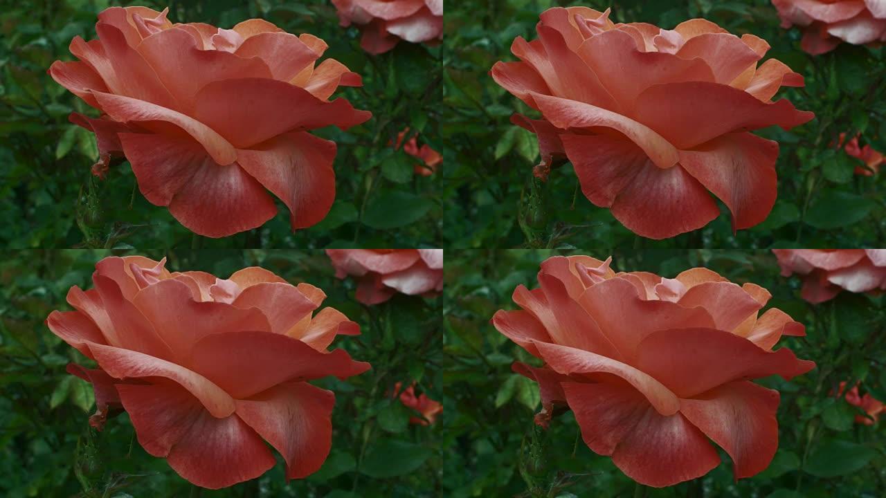 独特的大型开花杂交茶玫瑰。