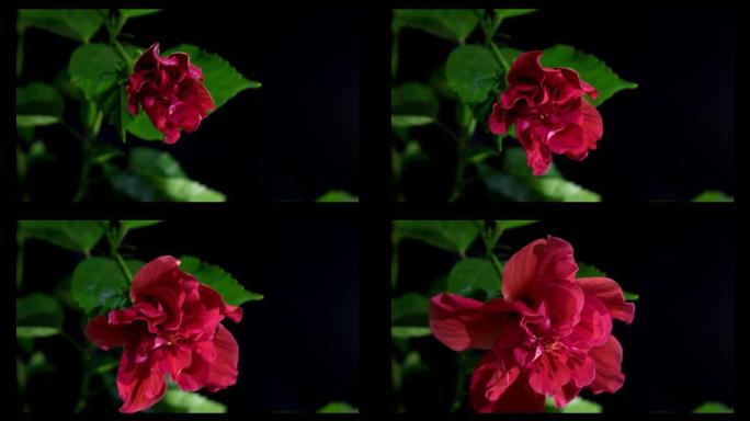 红色芙蓉花在延时开花