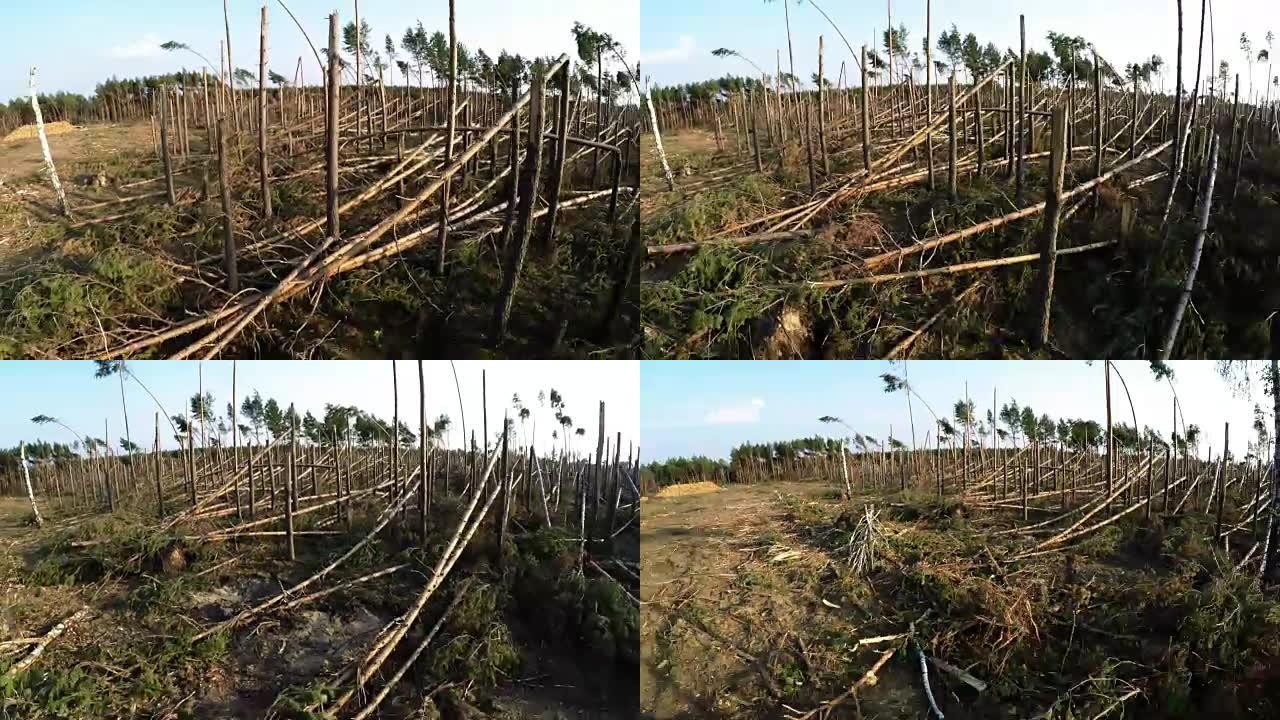 暴风雨过后的松树林。北方国家松林的森林特征。倒下的树木，风暴破坏。意外之财。