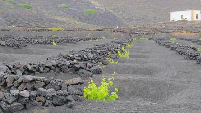 Lanzarote-被墙壁保护的火山土壤上的幼苗