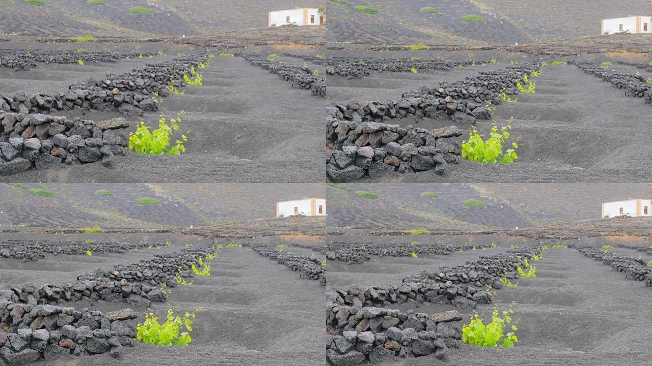 Lanzarote-被墙壁保护的火山土壤上的幼苗