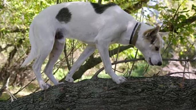 狗爬到不稳定的树干上寻找食物