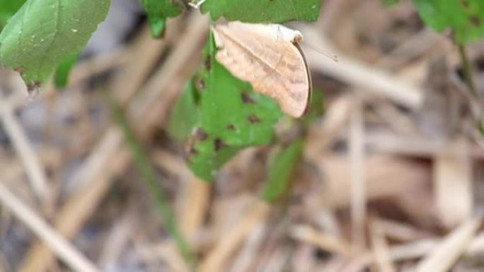 枯叶蝴蝶 (Kallima inachus)