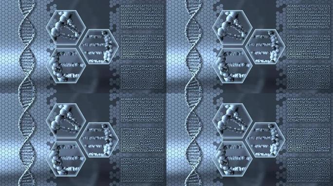 旋转DNA分子蓝色运动背景。基因研究、医学实验室或分子诊断概念。全高清无缝循环动画