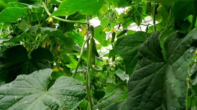 通过滴灌的方法在温室中种植黄瓜。平稳的摄像机运动。
