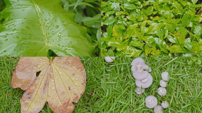 雨后 青草地 绿叶 露珠 落叶