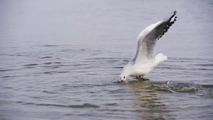 海鸥在冬季冰雪覆盖的海洋中潜水和争夺食物。慢动作