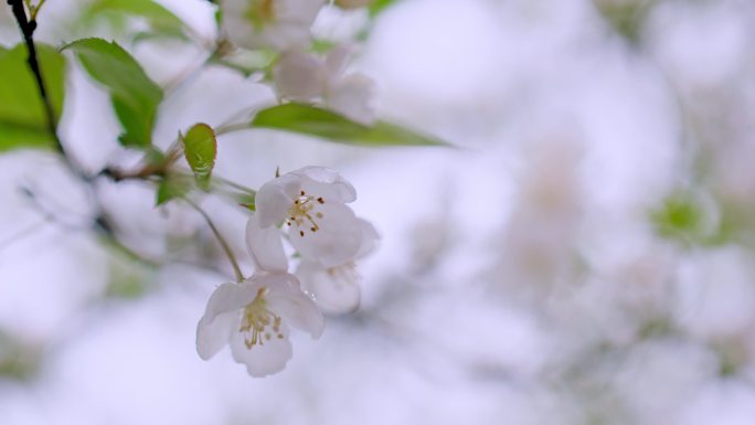 春天开放的粉色和白色的海棠花