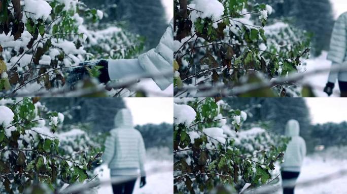 女人戴着冬天的手套，在美丽的白雪皑皑的森林里从树枝上甩掉雪。慢动作镜头，冷色