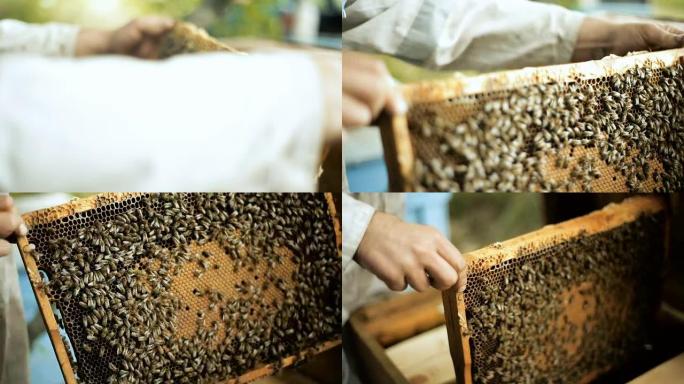 养蜂人检查蜜蜂如何在蜂箱木架中准备蜂蜜工作蜡蜂窝拉出