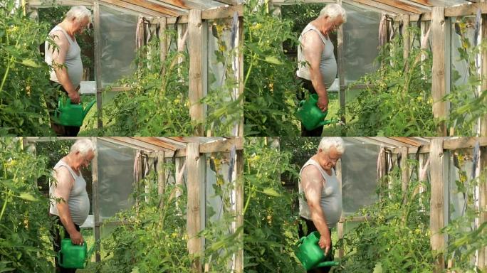 一位老人正在温室里给植物浇水。高番茄和辣椒很快就会成熟。健康饮食的概念