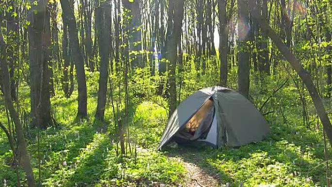 春天森林中的旅游帐篷。早上时间。