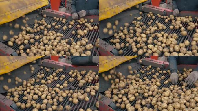 使用现代马铃薯收割机收获马铃薯