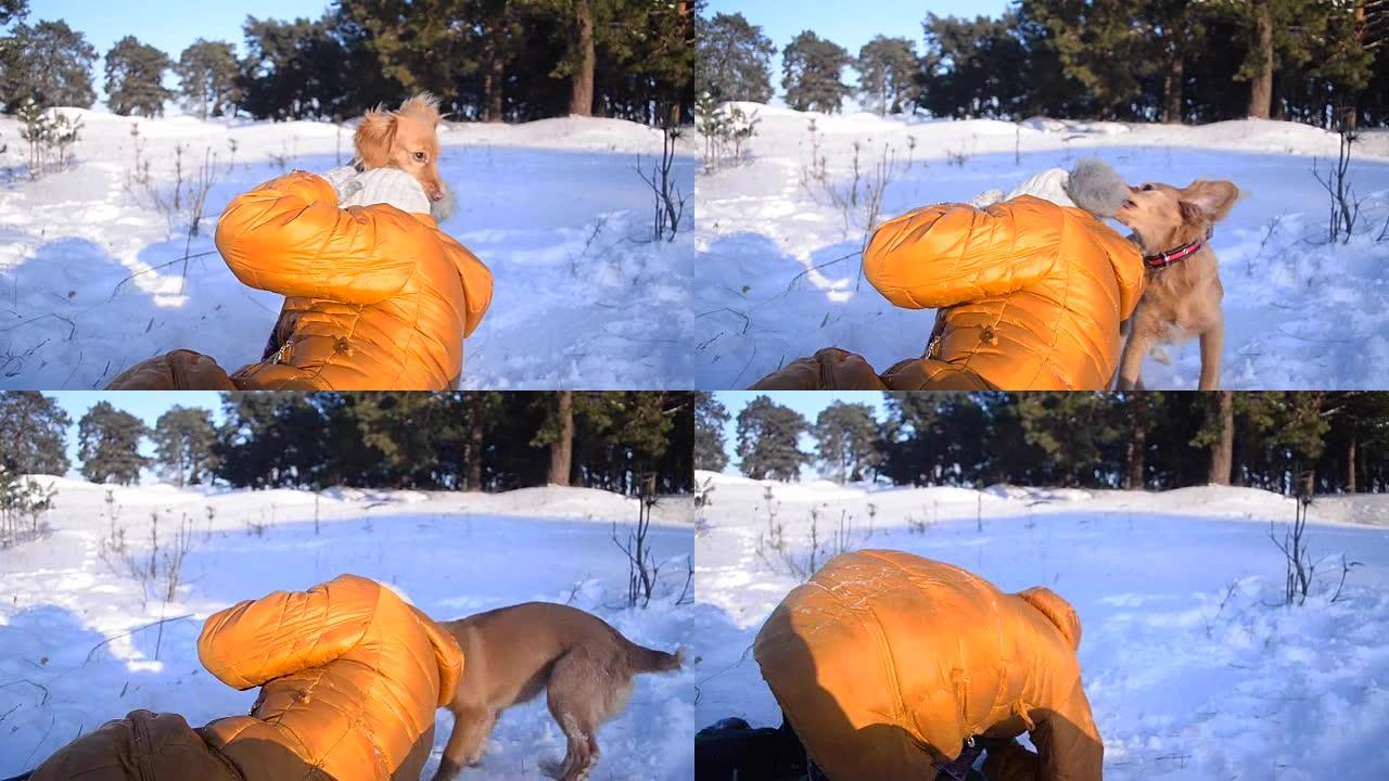 女孩在冬天的雪地公园里和狗玩得开心，狗偷了一顶帽子和一个有趣的女孩在一起，阳光明媚的寒冷的日子。