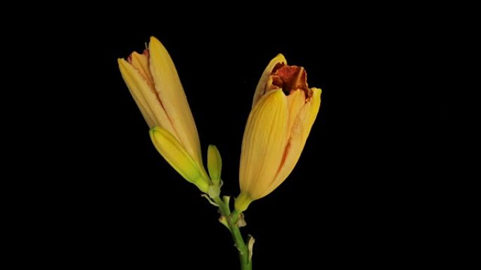 黄百合开花延时