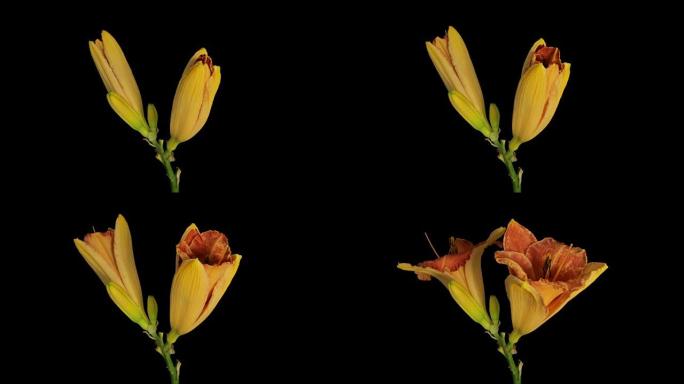 黄百合开花延时