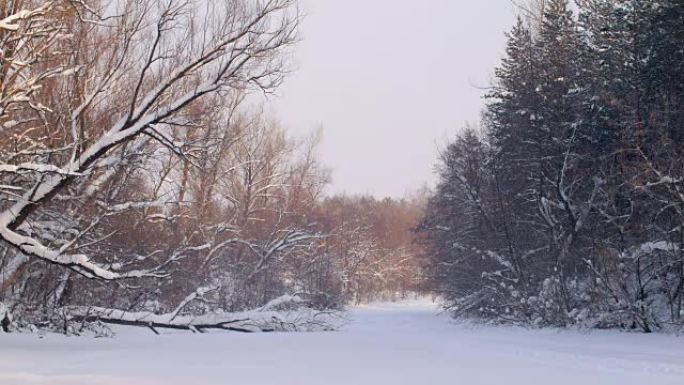 冬天森林里美丽的雪树，粉红色的阳光躺在白雪上，日落时间