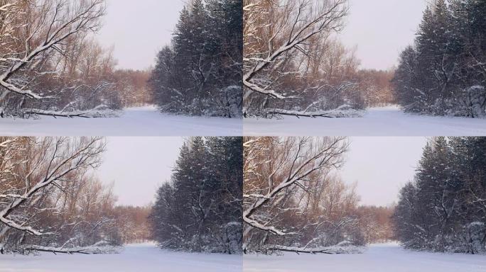 冬天森林里美丽的雪树，粉红色的阳光躺在白雪上，日落时间
