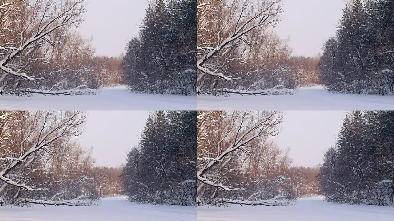 冬天森林里美丽的雪树，粉红色的阳光躺在白雪上，日落时间