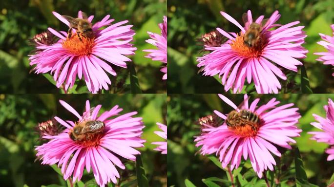 翠菊上的蜜蜂