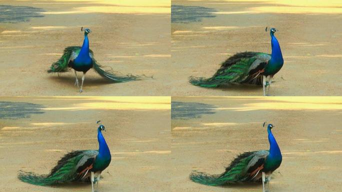 孔雀在沙地上行走