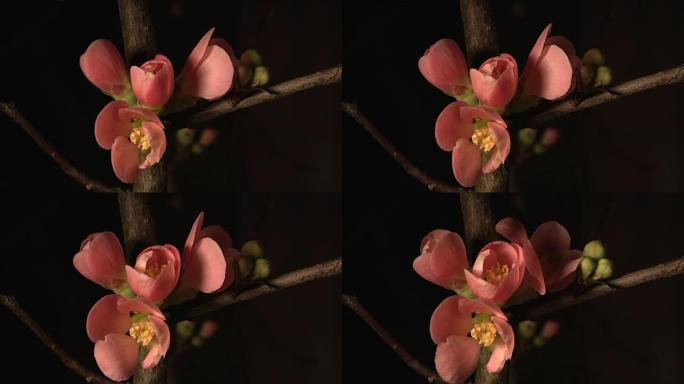 一群木瓜 “粉红淑女”，花红女妖 _ 盛开的partially_time-lapse