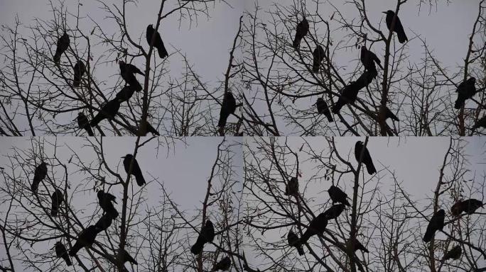 黑乌鸦围着剪影，坐在树枝上
