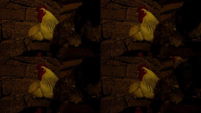 几只鸡坐在鸡舍墙下的黑暗中