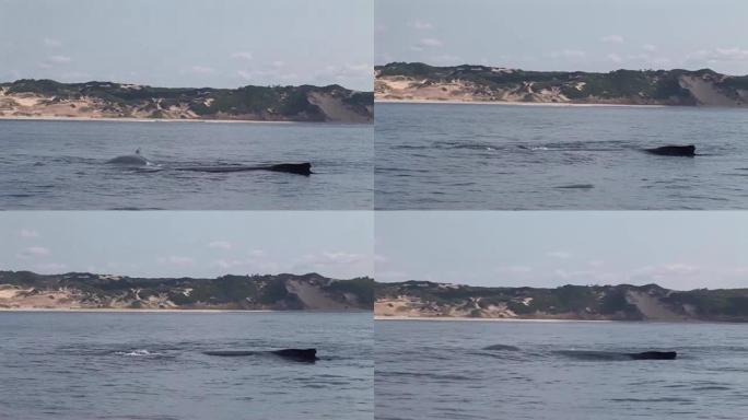 莫桑比克南非海洋表面的鲸鱼