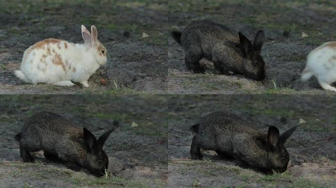 一只兔子跳到另一只兔子
