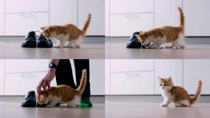 小猫玩男鞋