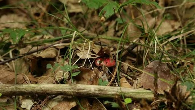 松树林中的红菇