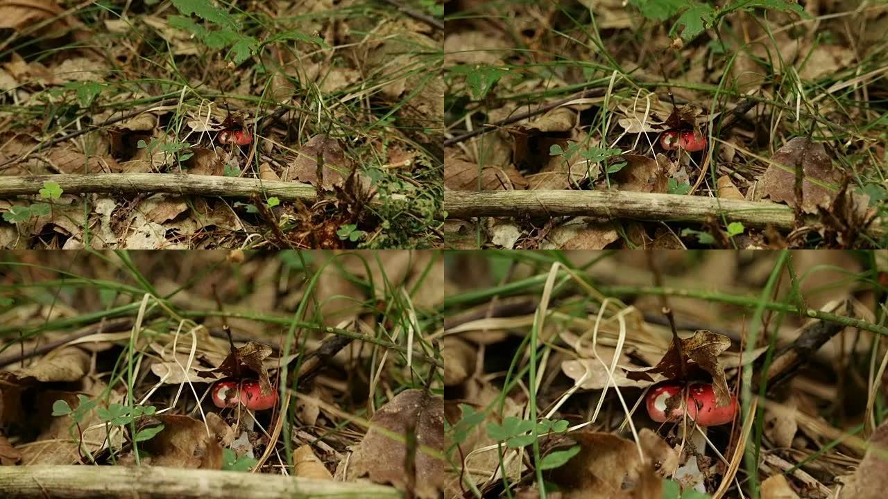 松树林中的红菇