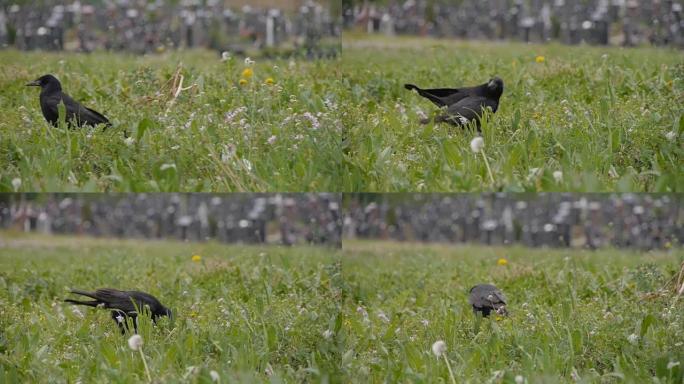 黑乌鸦步行，大绿草，户外镜头