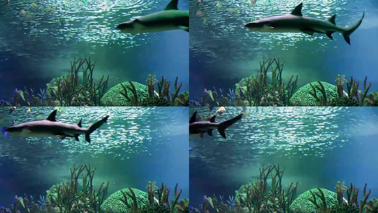 水下白鲨