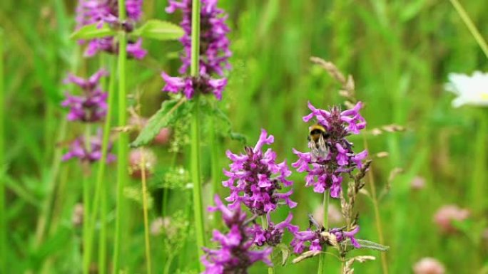 丹参野花在夏天的草地上，大黄蜂和蜜蜂收集蜂蜜特写。概念野性。慢动作