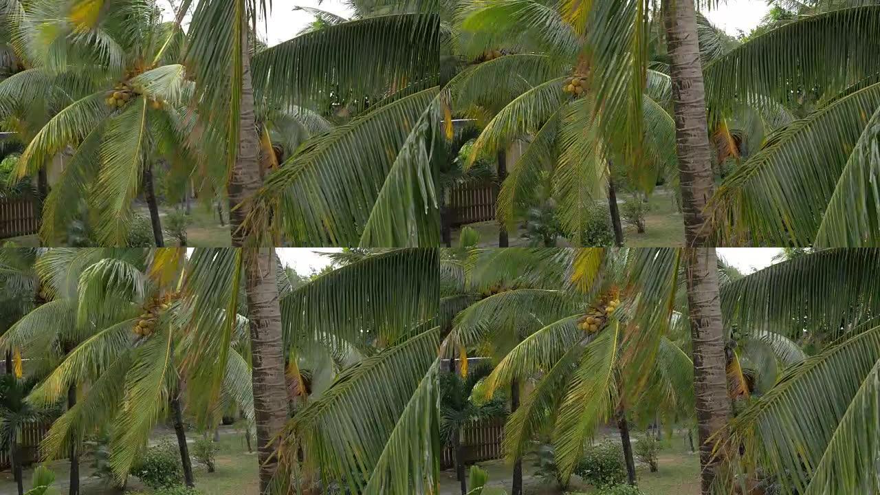 椰树上的一束黄绿色椰子与巨大的叶子