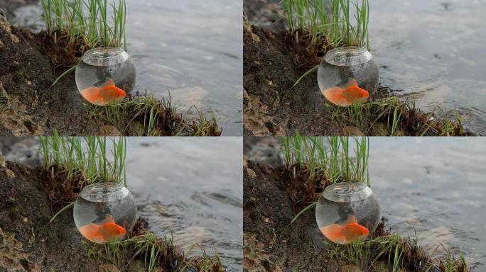 河边水族馆里的金鱼