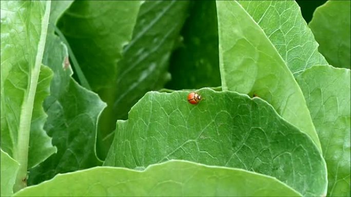 两只忙碌的红色瓢虫爬上充满活力的绿色有机生菜叶子