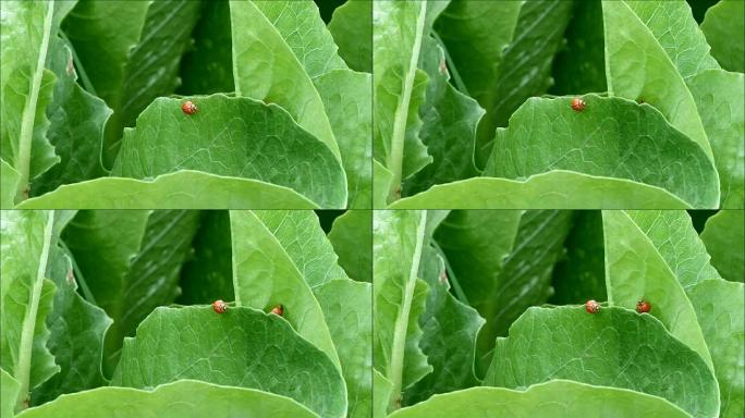 两只忙碌的红色瓢虫爬上充满活力的绿色有机生菜叶子
