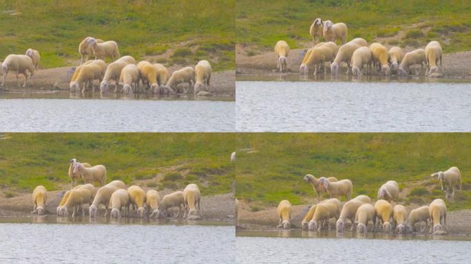 羊群在落基山陡坡草甸和湖泊上放牧高山牧场