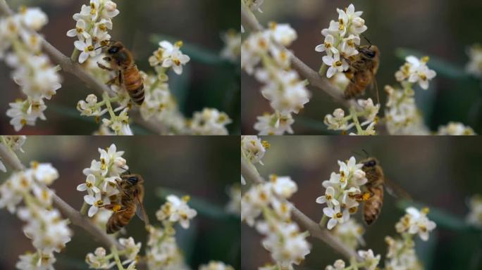 蜜蜂花慢动作