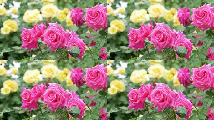 美丽的，五彩缤纷的玫瑰花园在雨中