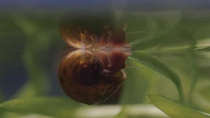 水族馆里的蜗牛。