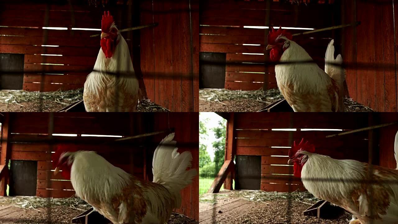 谷仓里的公鸡。白公鸡走在村庄谷仓
